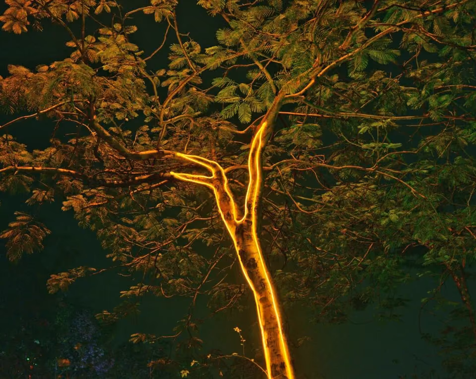 夜色中一棵树的主干被亮黄色灯光勾出，枝叶呈橙绿色