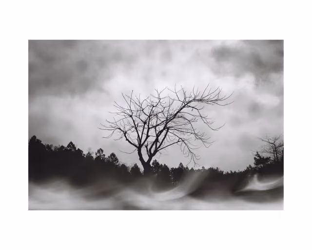 黑白画面中一棵光秃的树立于树林前，天空与地面被涂抹成流动的灰白